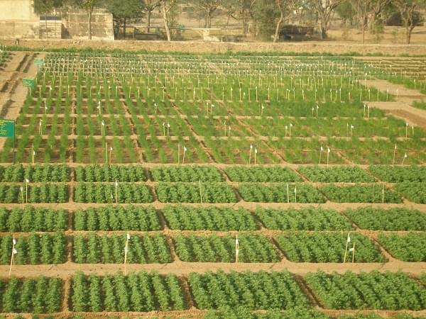 SKN College of Agriculture Jaipur Infrastructure photo 3